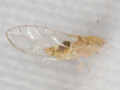 Trioza alacris
